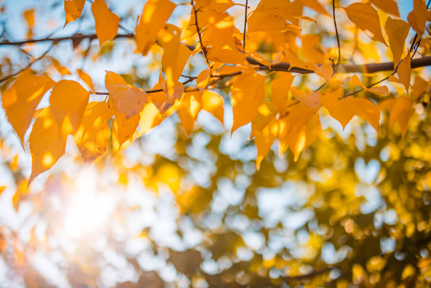 красиве листя в осінньому парку
  - Фото, зображення