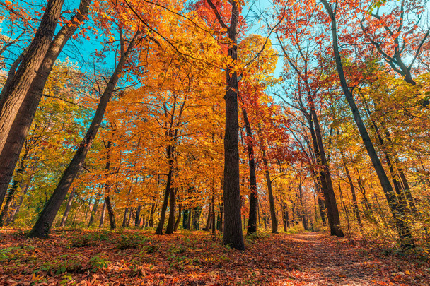 barevné podzimní stromy v parku  - Fotografie, Obrázek