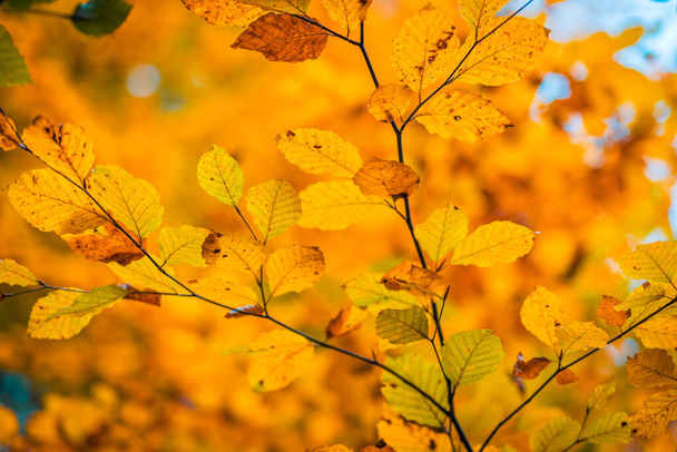 jesienne tło z żółtymi liśćmi na drzewie - Zdjęcie, obraz