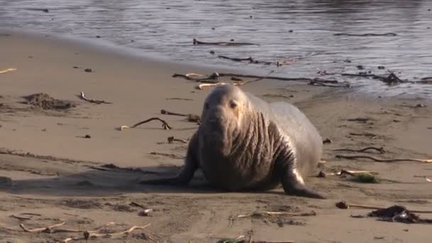 Морские слоны на пляже - Кадры, видео