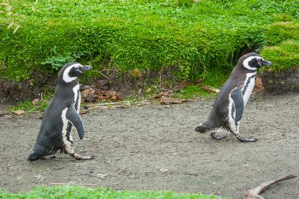 Δύο πιγκουΐνους περπάτημα στον αγροτικό δρόμο - Φωτογραφία, εικόνα