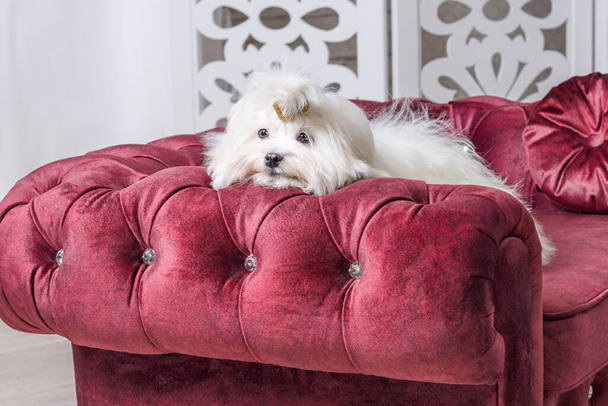 white adult Maltese dog is sad on a luxurious velour burgundy sofa with round pillows - Fotoğraf, Görsel