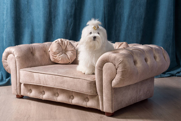 adult white Maltese dog sitting on a small beige sofa against a background of dark blue curtains - Zdjęcie, obraz