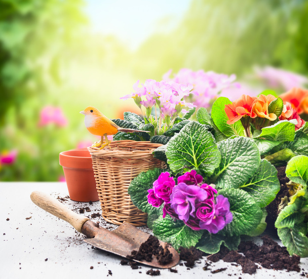 Gardening set on table with flowers, pots, potting soil and plants on sunny garden background - Photo, Image