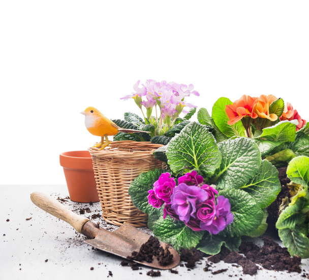 Garden set with primrose flowers, pots and scoop on gray wooden table, white background - Fotoğraf, Görsel