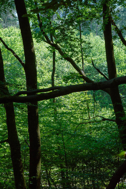 Grüne Blätter an den Ästen der Bäume im Wald. Natur hintergrund.Waldbäume. Natur grünes Holz Sonnenlicht Hintergründe. Waldbaumtextur. - Foto, Bild