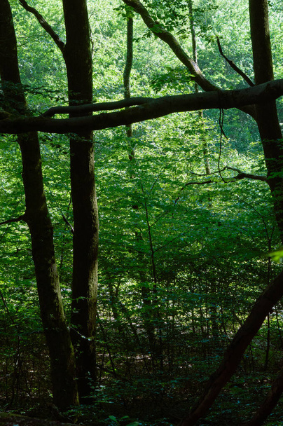 Hojas verdes en las ramas de los árboles en el bosque. Naturaleza background.forest árboles. naturaleza madera verde luz del sol fondos. textura de árboles forestales. - Foto, imagen