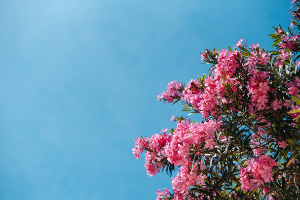Beautiful pink flowers against the blue sky. Close-up. Nature background. - Photo, image