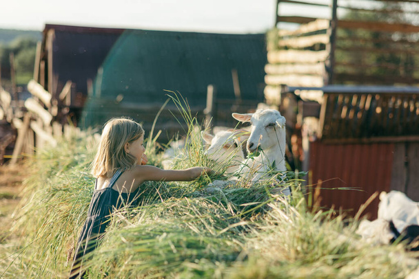 Adorable girl playing with goats at farm. Child familiarizing herself with animals. Farming and gardening . Outdoor summer activities for kids - Foto, imagen
