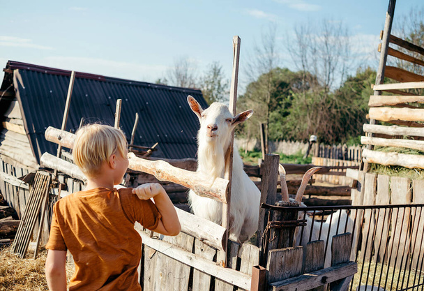 cute kid feeding little goats and sheeps on farm. child petting animals in the zoo. Excited and happy kid on family weekend - Foto, Bild