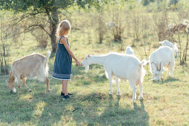 Adorable girl playing with goats at farm. Child familiarizing herself with animals. Farming and gardening . Outdoor summer activities for kids - Foto, imagen