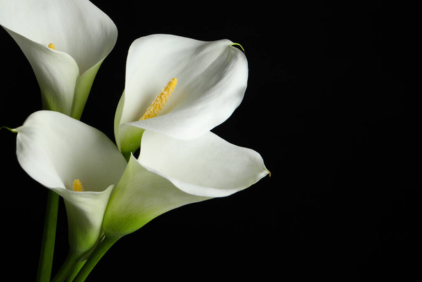 Beautiful calla lily flowers on black background, closeup. Space for text - Photo, image
