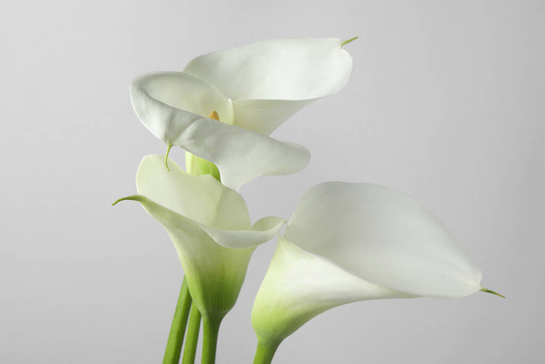 Beautiful calla lily flowers on white background, closeup - Foto, Imagem