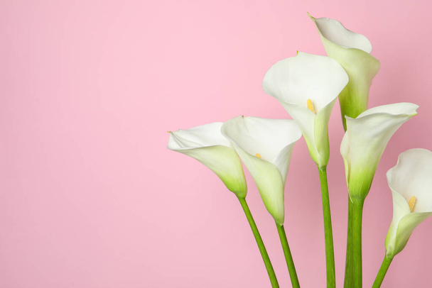Beautiful calla lily flowers on pink background. Space for text - Fotoğraf, Görsel