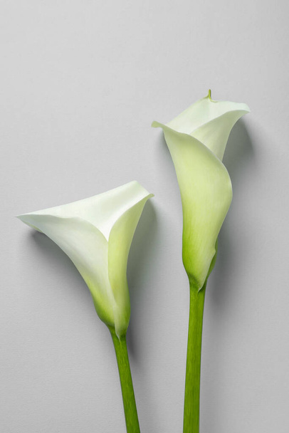 Beautiful calla lily flowers on white background, flat lay - Foto, afbeelding