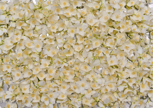 arka plan olarak beyaz yasemin çiçekleri - Fotoğraf, Görsel