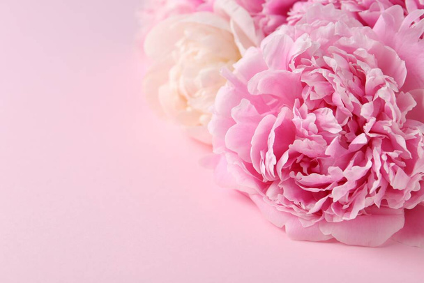 Beautiful peonies on pink background, closeup. Space for text - Photo, image