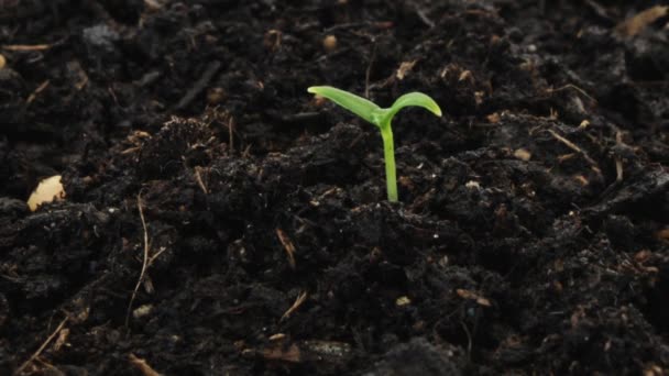 time lapse growing seedling with water drop - Footage, Video