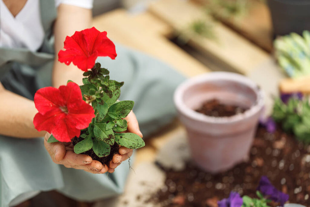 Zahradní výsadba květináči s nářadím. Žena ručně vysázet květiny petúnie v letní zahradě doma, venkovní. Zahradničení a květiny. Zahradní výsadba květináči s nářadím. Červená barva  - Fotografie, Obrázek