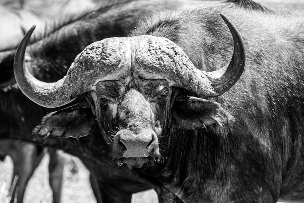 Old African buffalo walking through the heat of the day in the Kruger Park in South Africa - 写真・画像