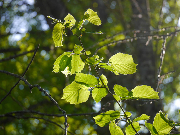 Sluiten van bladeren aan boom - Foto, afbeelding