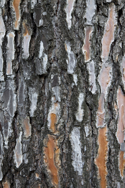 Detalle de corteza de pino de colores
 - Foto, imagen