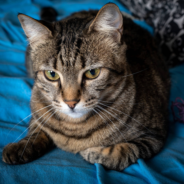 Gri-kahverengi tekir kedinin portresi. Yatakta oturan dişi tekir kedinin portresi. - Fotoğraf, Görsel