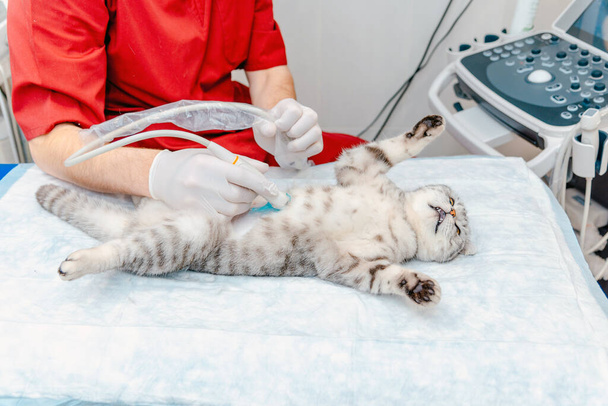 Scottish Fold gato acostado en la mesa.Un pequeño gato gris durante el examen de ultrasonido en la clínica veterinaria.El equipo médico, monitor en el fondo. - Foto, imagen