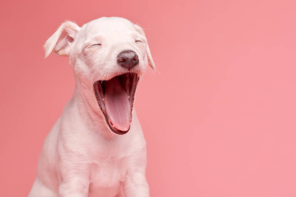 Portrait of cute Italian Greyhound puppy yawning isolated on pink studio background. Small sleepy beagle dog white beige colo - Фото, зображення