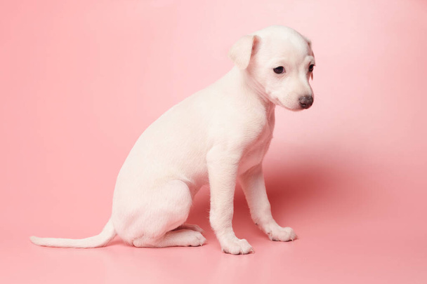 Portrait of cute Italian Greyhound puppy isolated on pink studio background. Small beagle dog white beige colo - Фото, изображение