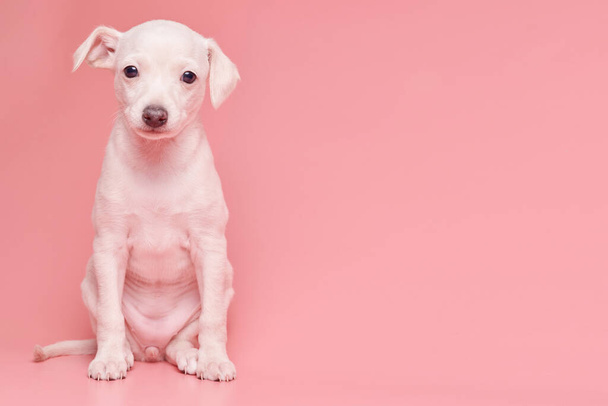 Portrait of cute Italian Greyhound puppy isolated on pink studio background. Small beagle dog white beige colo - Foto, imagen