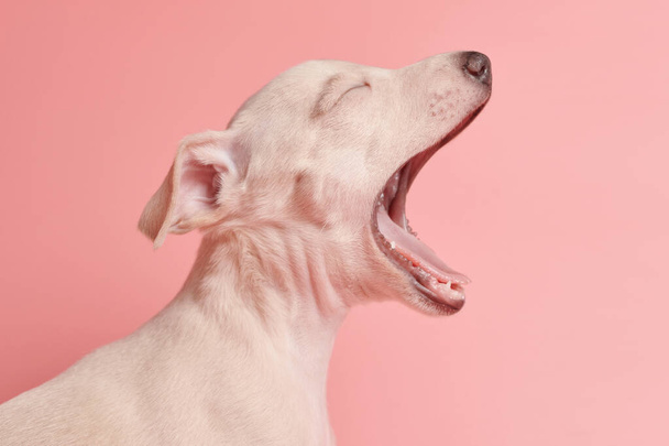 Портрет милого італійського цуценя Грейхаунда, який позіхає ізольовано на рожевому фоні студії. Маленький сонний собака - орел білий бежевий коло. - Фото, зображення