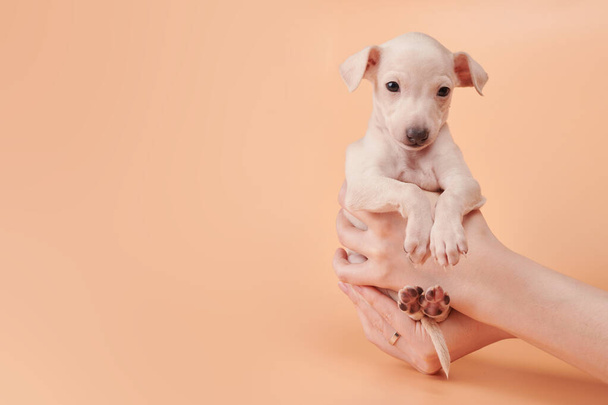 Portrait of cute Italian Greyhound puppy in human hands. Small sleepy beagle dog white beige color isolated on studio background - Фото, зображення