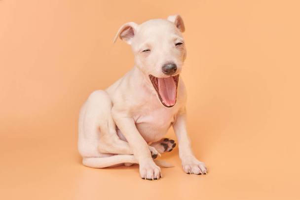 Portrait of cute Italian Greyhound puppy yawning isolated on orange studio background. Small sleepy beagle dog white beige colo - Foto, afbeelding