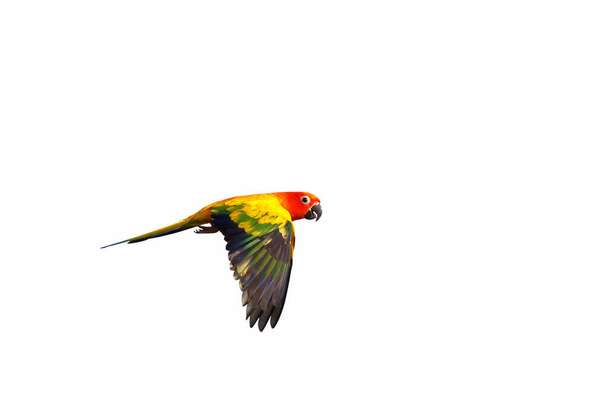 Сонячний колір папуга літає ізольовано на білому тлі
. - Фото, зображення