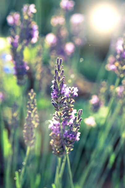 lavendelbloemen in de zomer - Foto, afbeelding