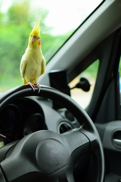 funny pet cockatiel parrot sits on the steering wheel of a car.Parrot in the car.Cute cockatiel.Home pet bird.Ornithology.Funny parrot.traveling with a pet.Love for animals.parrot meme.Animal friend.Beautiful photo of a bird.Ornithology.parrot meme - Photo, image