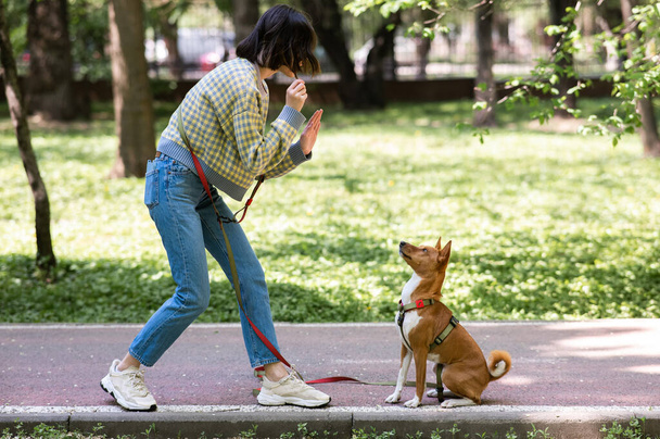 A young woman walks with an African basenji dog on a leash in the park - Фото, изображение