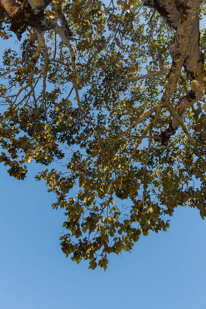 green leaf on blue sky background  - Fotografie, Obrázek