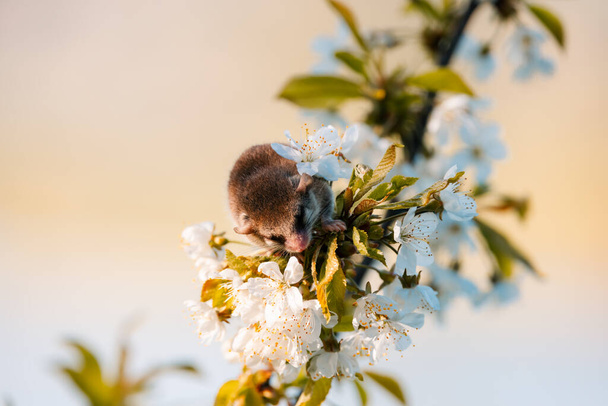  laukaus metsän dormouse puussa valkoisia kukkia, dormouse harmaa takki, villi luonto, hyvin pieni orava - Valokuva, kuva