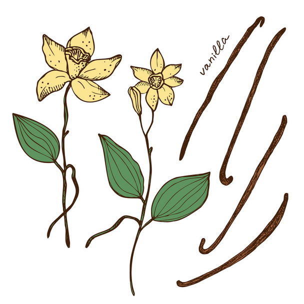 Квітка ванілі і палички ванільної рослини, встановлені з ізольованими стручками ароматної спеції Векторні ілюстрації. Ручне намальоване кольорове зображення з ескізом каракулі. Елемент дизайну для шаблону тла, мітки
 - Вектор, зображення