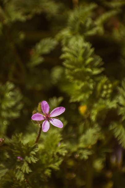 Bommon čáp-účet květina kvete na jaře, botanické pozadí s kopírovacím prostorem - Fotografie, Obrázek