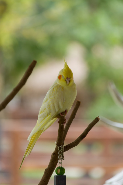 πουλί στο δέντρο - Φωτογραφία, εικόνα