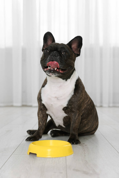 Adorable French Bulldog near yellow bowl indoors. Lovely pet - Foto, Bild