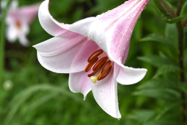 The lily flowers. Seasonal background material. Flowering season is from May to August. - Photo, Image