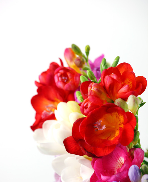 Hermoso ramo de colorida freesia
  - Foto, imagen