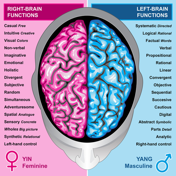 Links und rechts des menschlichen Gehirns funktioniert - Foto, Bild