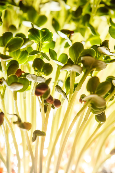 Nutritious green sprouts - Foto, Imagen