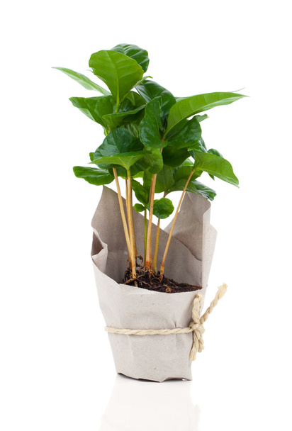 Coffee plant tree in paper packaging, isolated on white backgrou - Photo, image