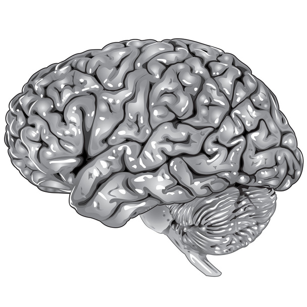 ludzki mózg boczna - Wektor, obraz